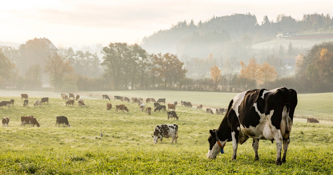 regenerative farming, sustainable agriculture, healthy soil